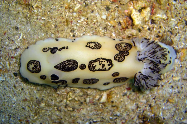 Nudibranch Neboli Seaslug Jorunna Funebris Zemi Filipínském Moři 2011 — Stock fotografie