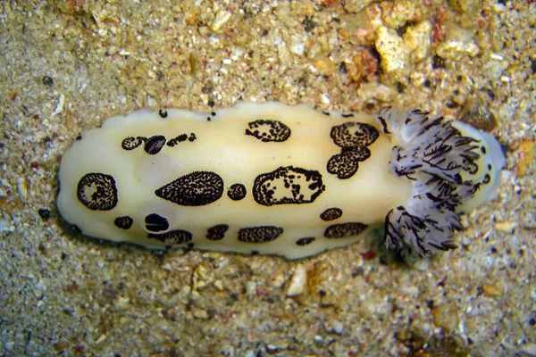 Nudibranca Seaslug Jorunna Funebris Terra Nel Mare Filippino 2011 — Foto Stock