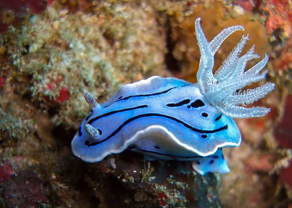 Nudibranch Neboli Seaslug Chromodoris Willani Zemi Filipínském Moři 2012 — Stock fotografie