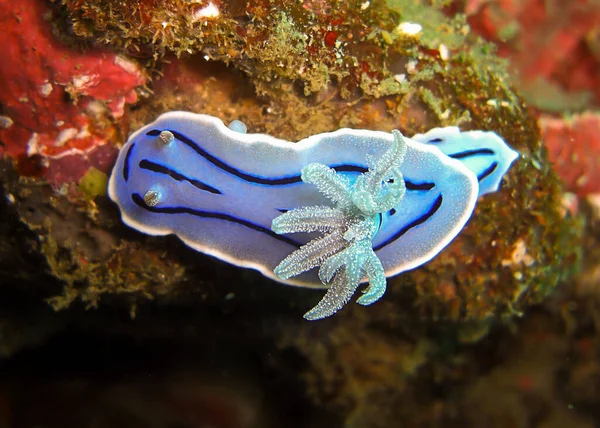 Nudibranca Seaslug Chromodoris Willani Terra Nel Mare Filippino 2012 — Foto Stock