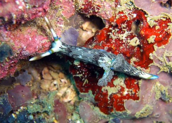 Nudibranch Seaslug Nembrotha Lineolata Землі Морі Filipino 2012 — стокове фото