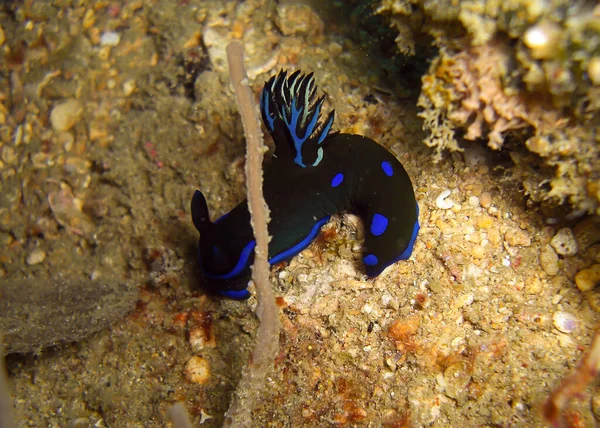 Nudibranch Seaslug Tambja Morosa Ground Filipino Sea 2012 — Fotografia de Stock