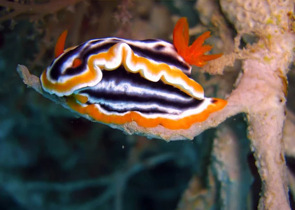 Nudibranch Seaslug Chromodoris Quadricolor Ground Filipino Sea 2012 — Photo