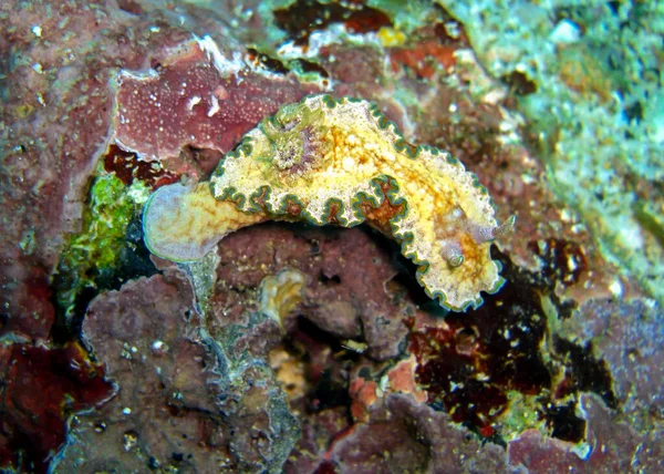 Nudibranch或Seaslug Glossodoris Cincta 于2012年2月21日在菲利皮诺海游泳 — 图库照片