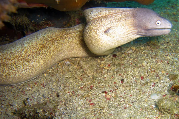 White Eyed Moray Eel Siderea Thyrsoidea Suelo Mar Filipino 2011 — Foto de Stock