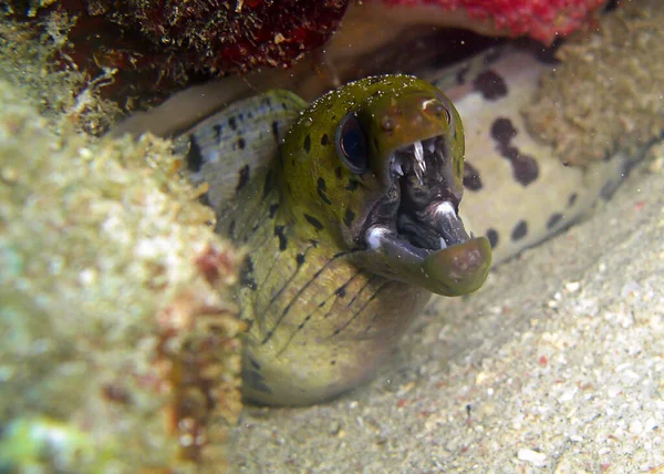 Fimbriated Moray Eel Gymnothorax Fimbriatus Ground Filipino Sea 2012 — Photo