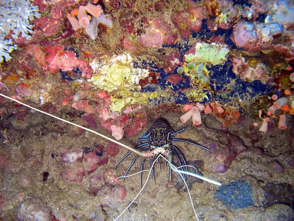 Lobster Ground Filipino Sea 2011 — Stock Photo, Image