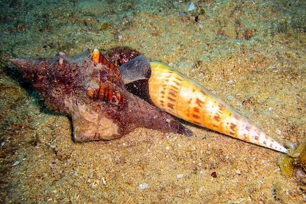 Skorupa Kraba Pustelnika Ziemi Morzu Filipińskim 2011 — Zdjęcie stockowe