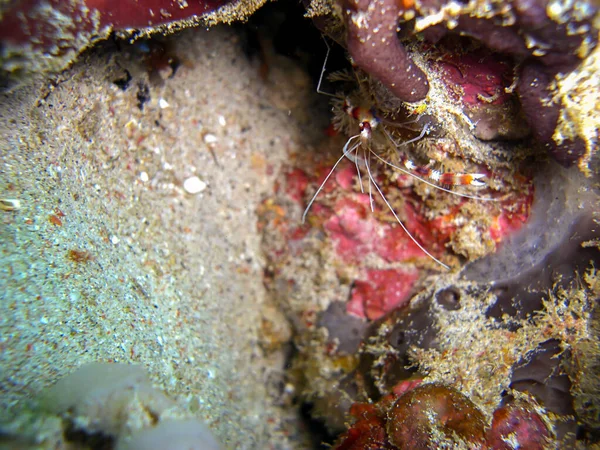 フィリピン海の地面にエビ Lysmata Amboinensis をきれいにする6 2012 — ストック写真