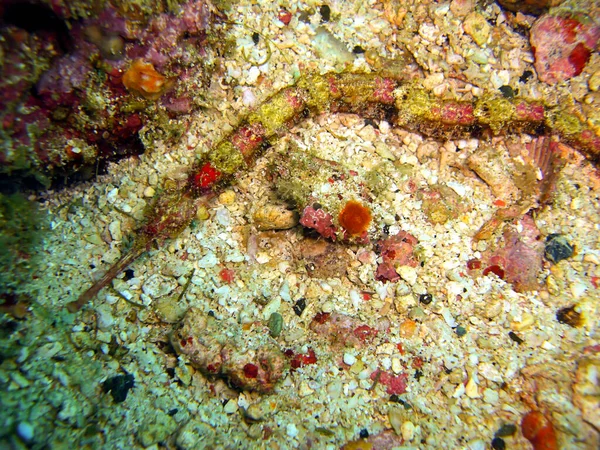 Pipefish Ground Filipino Sea 2012 — Fotografia de Stock