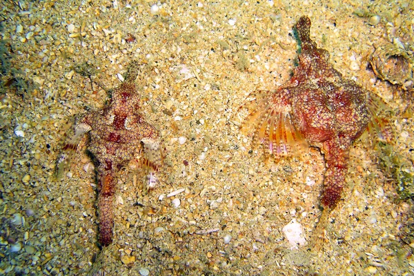 Unknown Red Fish Ground Filipino Sea 2011 — Fotografia de Stock