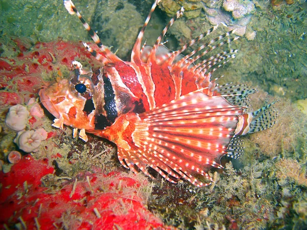 Red Lionfish Pterois Volitans Nada Mar Filipino 2011 — Foto de Stock