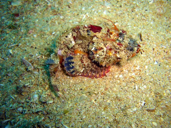 Tasseled Scorpionfish Scorpaenopsis Oxycephala Swimming Filipino Sea 2011 — Fotografia de Stock