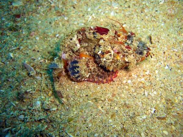 Tasseled Scorpionfish (Scorpaenopsis Oxycephala) is swimming in the filipino sea 18.10.2011