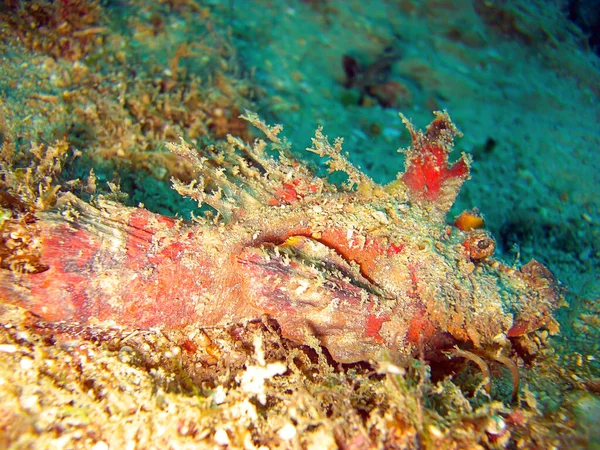 Tasseled Scorpionfish Scorpaenopsis Oxycephala Koupe Filipínském Moři 2011 — Stock fotografie