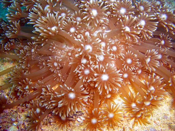 Red Anemone Ground Filipino Sea 2012 — Fotografia de Stock