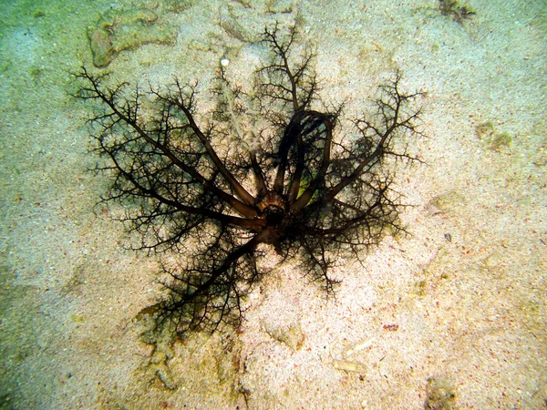 Black Soft Coral Ground Filipino Sea 2012 — стокове фото