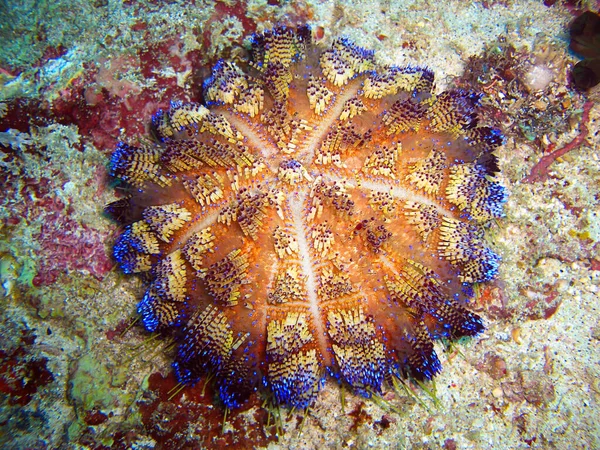 Sea Urchin Ground Filipino Sea 2011 — Fotografia de Stock