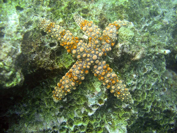 Sea Star on the ground in the filipino sea 2.12.2011