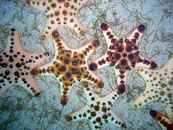 Chocolate Chip Sea Stars Protareaster Nodosus Ground Filipino Sea 2011 — Fotografia de Stock