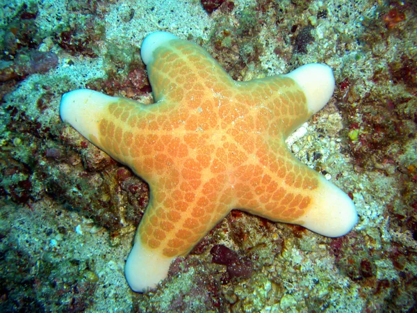 Granulátová Mořská Hvězda Choriaster Granulatus Zemi Filipínském Moři 2012 — Stock fotografie