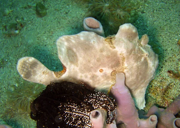 Frogfish Antennarius Swimming Filipino Sea 2012 — Stock Photo, Image