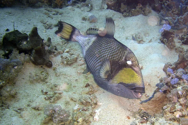 Titan Triggerfish Balistoides Viridescens Zwemt Filipijnse Zee 2011 — Stockfoto