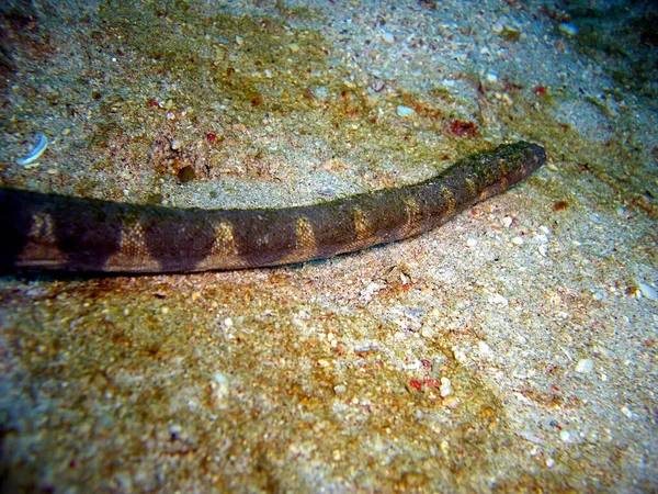 Seeschlange Boden Philippinischen Meer 2012 — Stockfoto