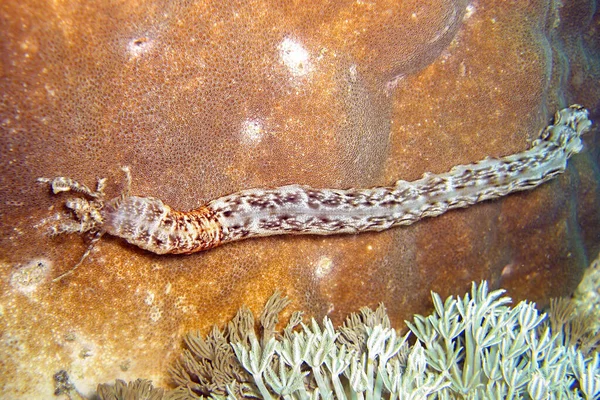 Sea Cucumber Swims Filipino Sea 2011 — Fotografia de Stock