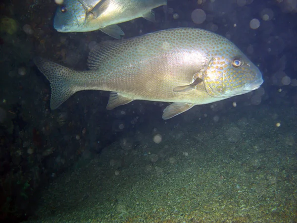 Золотистый Пятнистый Сладкогуб Plectorhinchus Flavomaculatus Плавает Филиппинском Море 2012 — стоковое фото