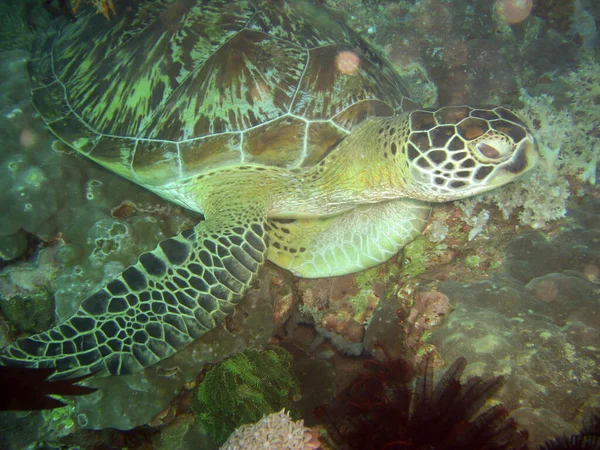 Zeeschildpad Chelonia Zwemt Filipijnse Zee 2012 — Stockfoto