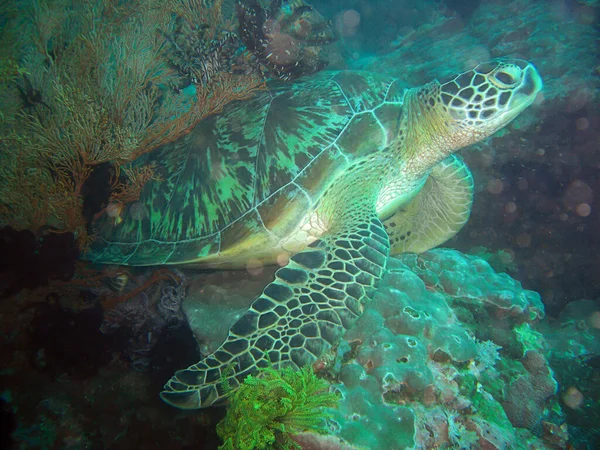 Zeeschildpad Chelonia Zwemt Filipijnse Zee 2012 — Stockfoto