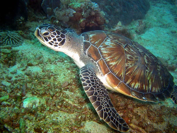 Морская Черепаха Челония Плавает Море Филлипино 2012 — стоковое фото
