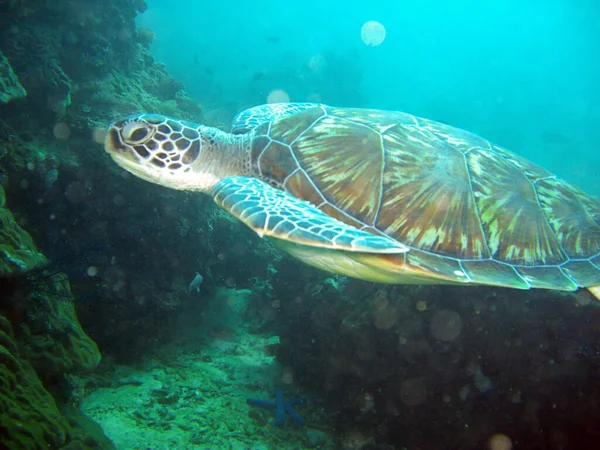 Meeresschildkröte Chelonia Schwimmt Philippinischen Meer 2012 — Stockfoto