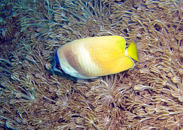 Blacklip Butterflyfish Chaetodon Kleinii Swims Filipino Sea 2012 — Fotografia de Stock