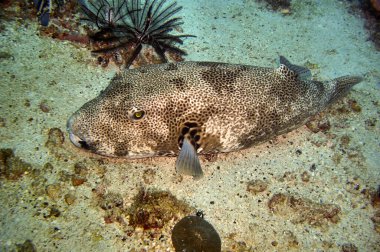 Yıldız kirpi balığı (Arothron Stellatus) Filipinler 'de 25 Aralık 2011' de yüzer.