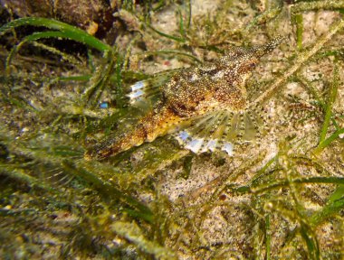 Doğulu uçan Gurnard (Dactyloptena Orientalis) Filipinler 'de 20 Ocak 2012' de yüzer.