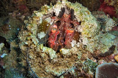 Mantis Karidesi (Odontodactylus Scyllarus) 19 Ocak 2012 'de Filipinler' de karada
