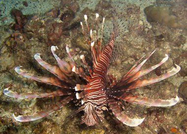 Aslan Balığı (Pterois Volitans) 29 Kasım 2010 'da Filipinler' de yüzer.