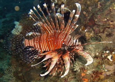 Aslan Balığı (Pterois Volitans) 29 Kasım 2010 'da Filipinler' de yüzer.