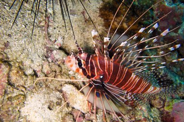 Aslan Balığı (Pterois Volitans) Filipinler 'de 14 Aralık 2011' de yüzer.