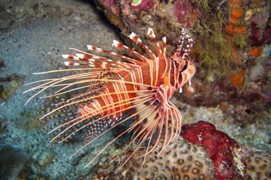 Aslan Balığı (Pterois Volitans) Filipinler 'de 18 Ocak 2012' de yüzer.