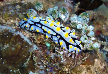 Filipinler denizinin dibinde 14 Aralık 2010 'da çıplak ya da Deniz Sümüklüböceği (Phyllidia Varricosa)