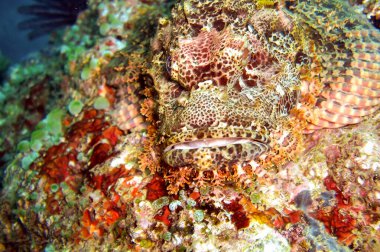 Tasseled Scorpionfish (Scorpaenopsis Oxycephala) 15 Aralık 2010 tarihinde Filipinler 'de yüzmektedir.