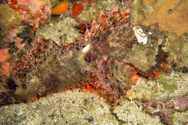 Tasseled Scorpionfish (Scorpaenopsis Oxycephala), 31 Aralık 2010 tarihinde Filipinler 'de yüzmektedir.