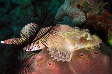 Tasseled Scorpionfish (Scorpaenopsis Oxycephala), 8 Aralık 2011 tarihinde Filipinler 'de yüzmektedir.