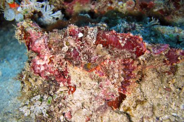 Tasseled Scorpionfish (Scorpaenopsis Oxycephala) Filipinler 'de 18 Aralık 2011' de yüzmektedir.