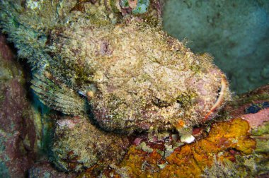 Tasseled Scorpionfish (Scorpaenopsis Oxycephala), Filipinler 'de 13 Ocak 2012' de yüzmektedir.