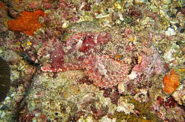 Tasseled Scorpionfish (Scorpaenopsis Oxycephala) 19 Ocak 2012 tarihinde Filipinler 'de yüzmektedir.
