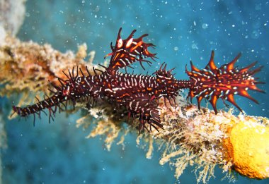 Hayalet Boru Balığı (Solenostomus Paradoxus), Filipinler 'de 13 Ocak 2012' de yüzer.